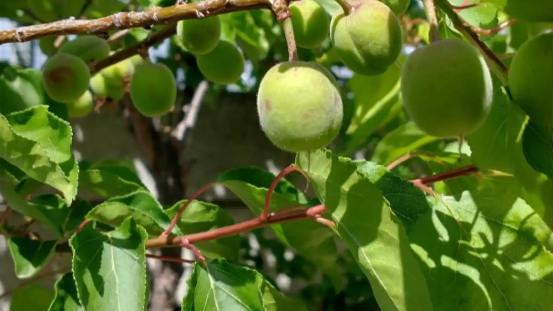 Chalet en  Calle las Buganvillas 27 - Foto 56