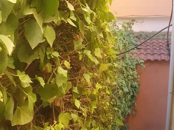Piso en Calle España, 22 , bajo - Foto 11