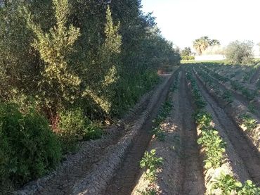 Finca rústica en  Carril de los Murcia 5 - Foto 13