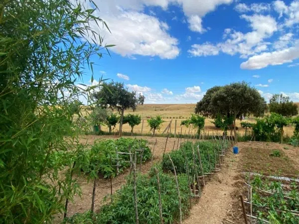 Finca rústica en Avenida de Constitución s/n - Foto 31
