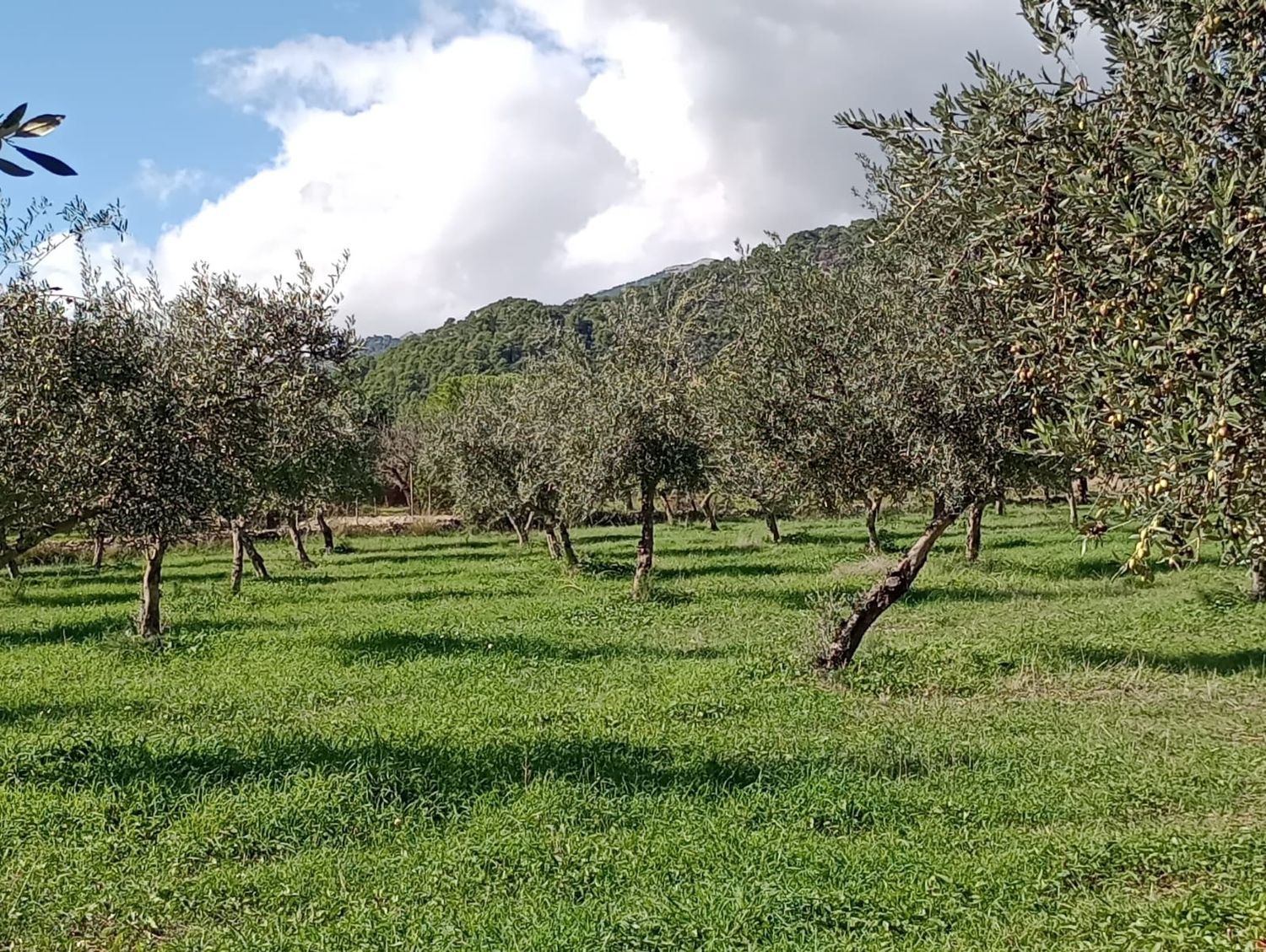 Finca rústica en Diseminado Poligono 21, 97 - Foto 2