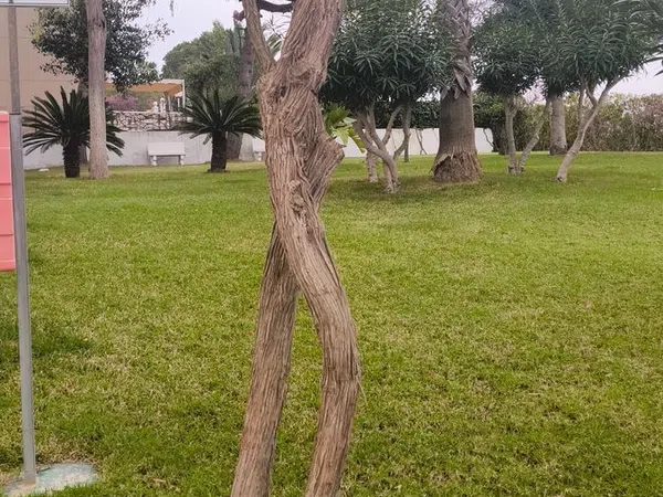 Ático en Avenida Corinto, 27, Torreblanca - Foto 13