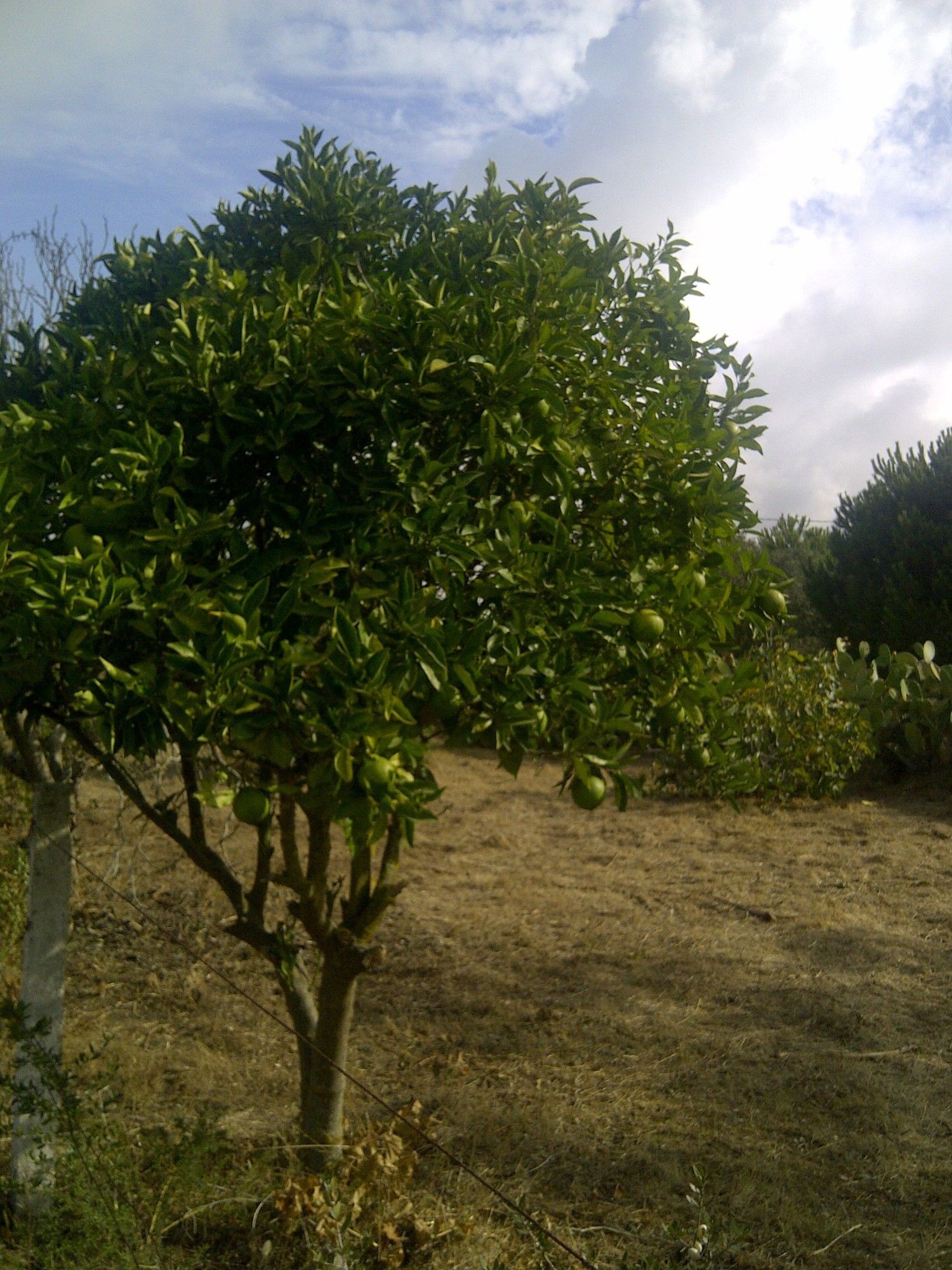 Casa independiente en camino de Melilla s/n - Foto 13