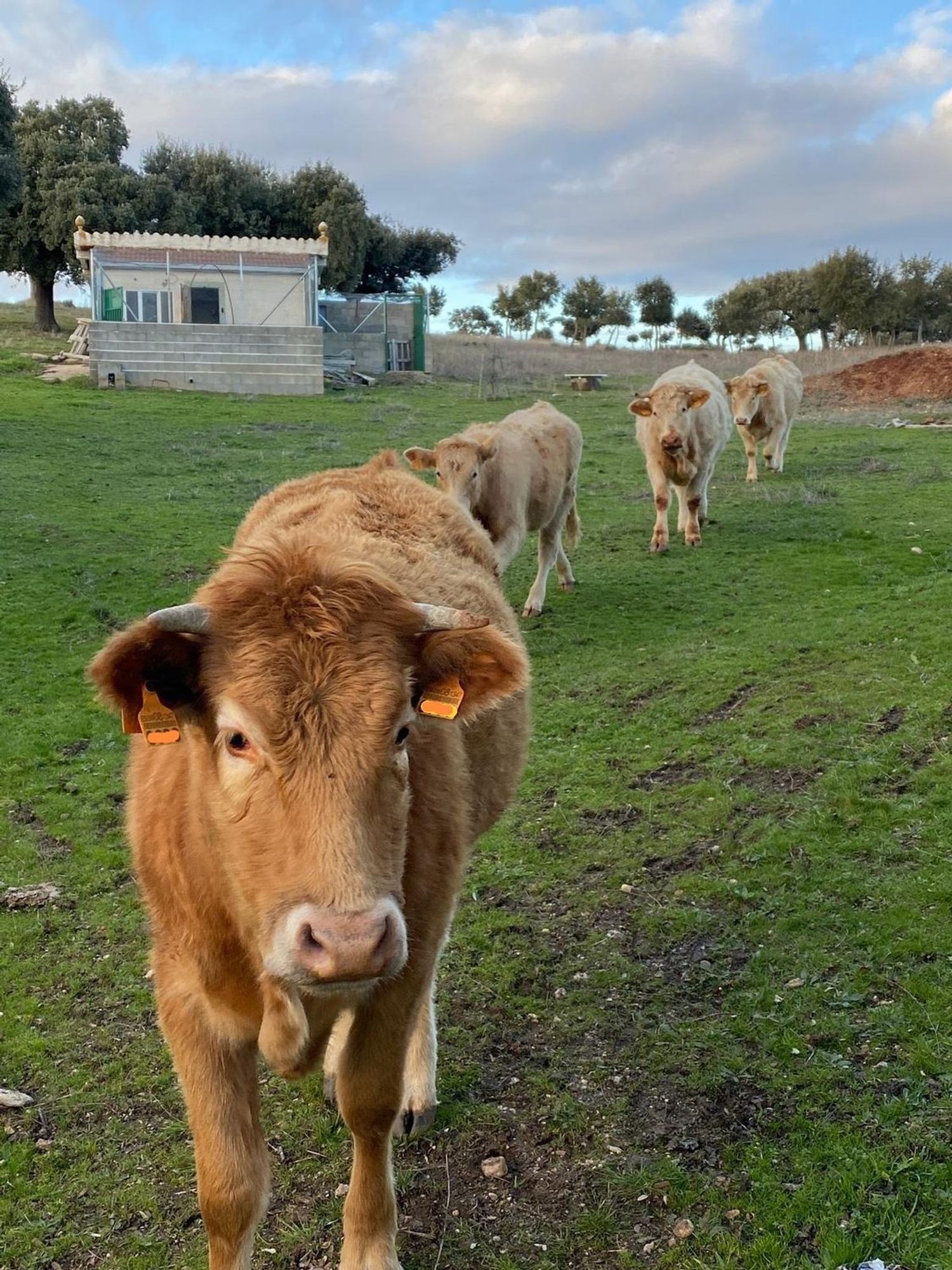 Finca rústica en Avenida de Constitución s/n - Foto 26