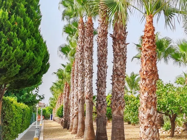Piso en Avenida Ciudad de Lorca, 2, El Playazo, El Playazo - Foto 10