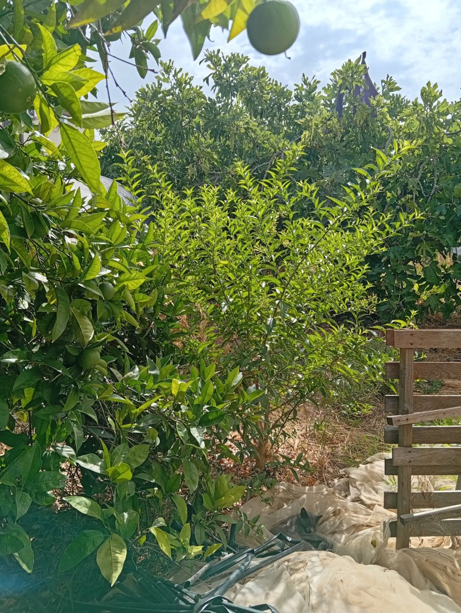 Finca rústica en Calle Galdames, 108, Ayamonte Pueblo, Ayamonte Pueblo - Foto 2