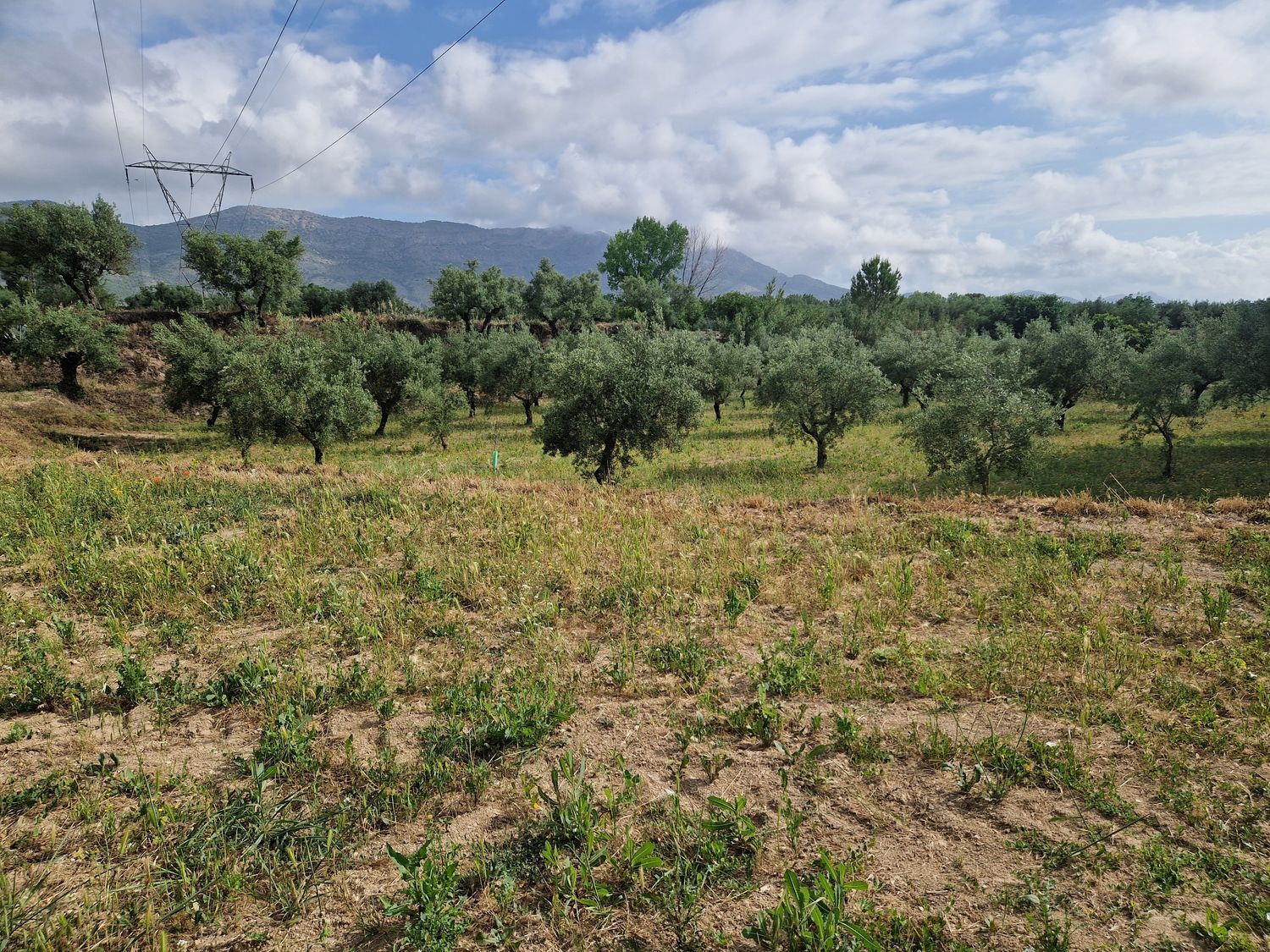 Finca rústica en Calle l'Alqueria d'Asnar, 3 - Foto 5