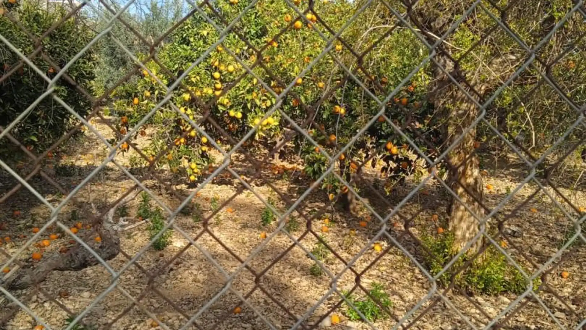Finca rústica en  Calle Atlántida 242 - Foto 18