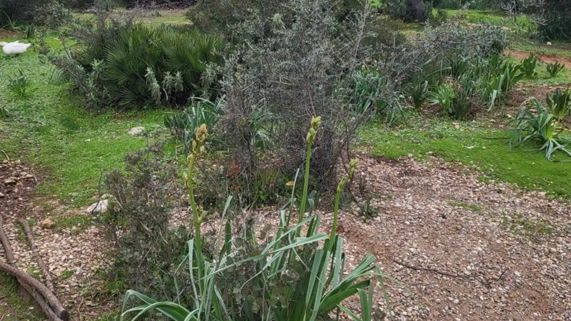 Finca rústica en  Calle Héctor Villa-Lobos 5 - Foto 7
