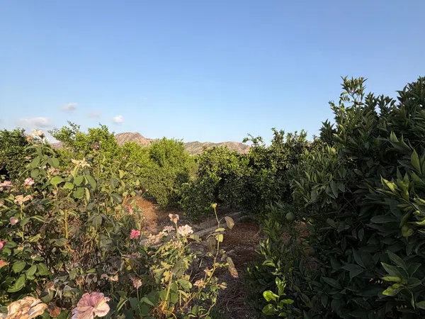 Finca rústica en Camino de los Plazas, 16, San José de la Vega - Foto 37