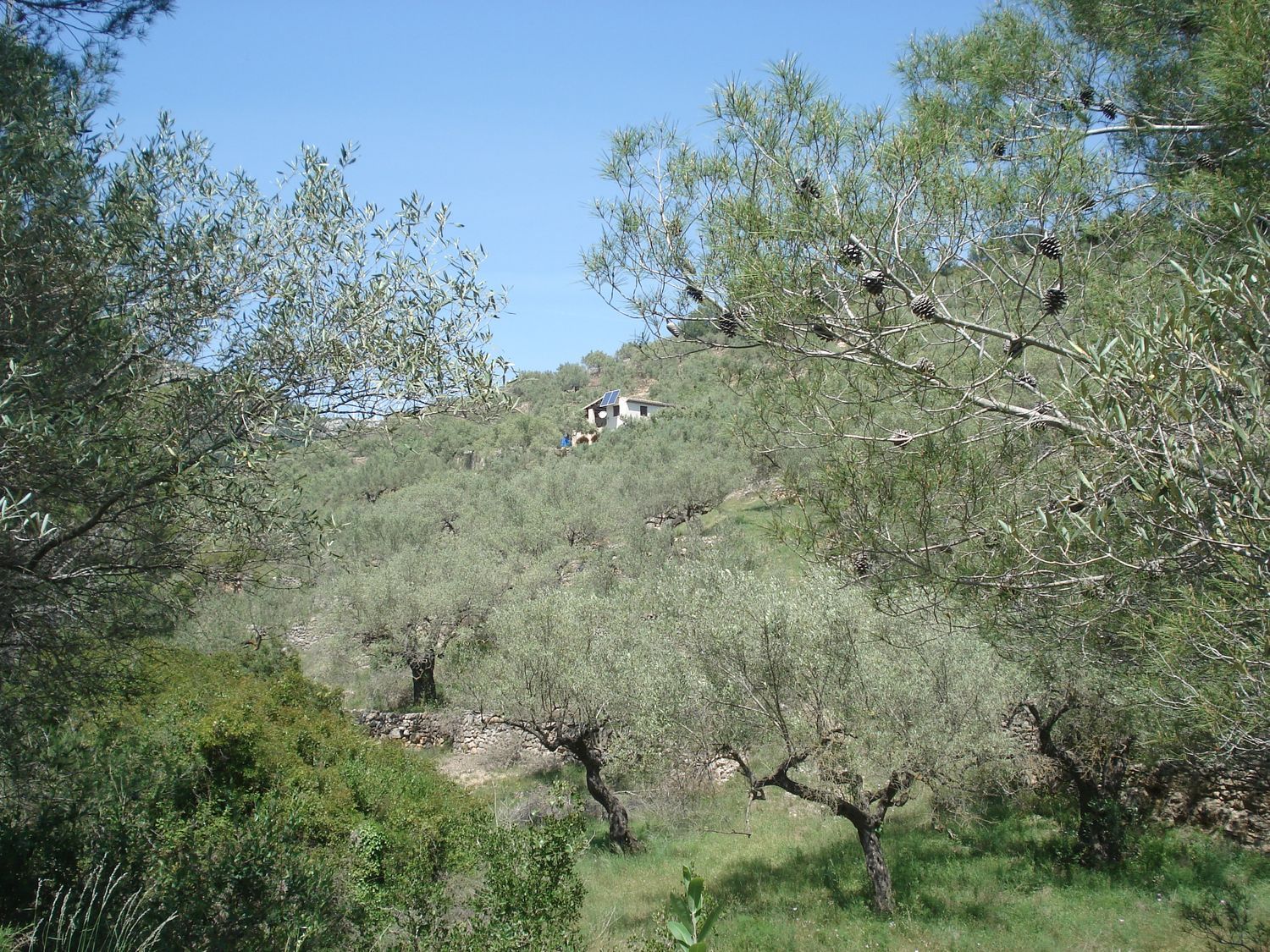 Finca rústica en Barranc Ulldellops s/n - Foto 18