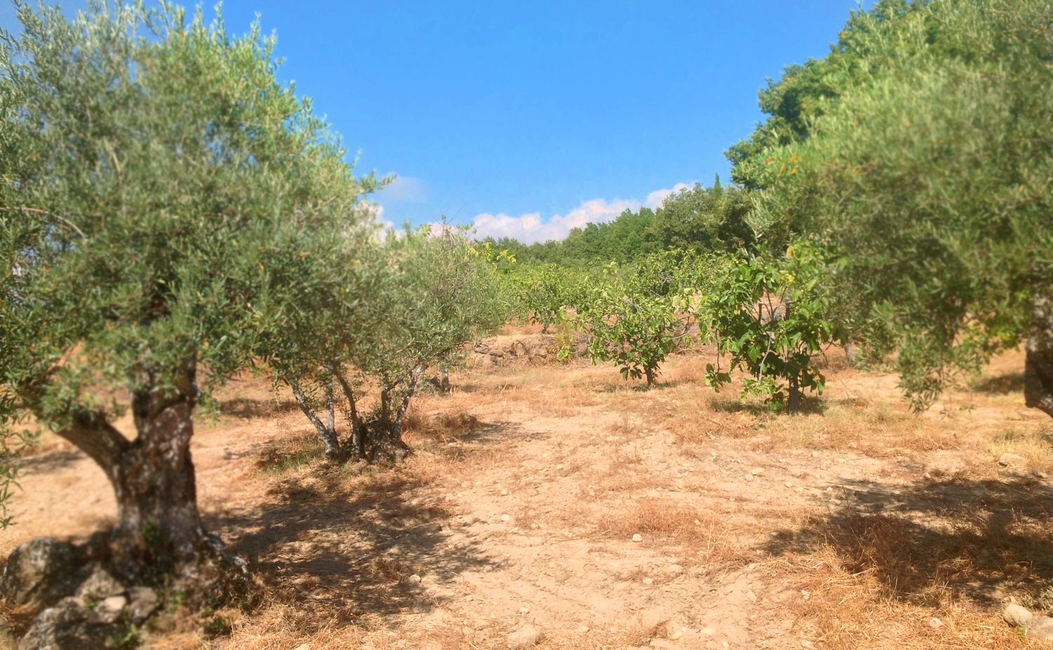 Finca rústica en Ex-203 s/n - Foto 4