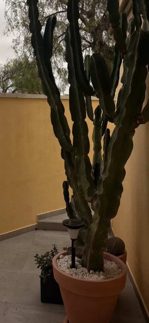 Dúplex en  Calle Alfonso de Armas Ayala 23 - Foto 1