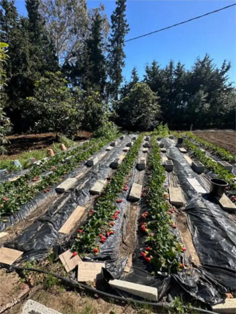 Casa adosada en Chiclana de la frontera - Foto 7