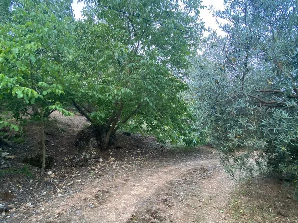 Finca rústica en Sn s/n - Foto 22