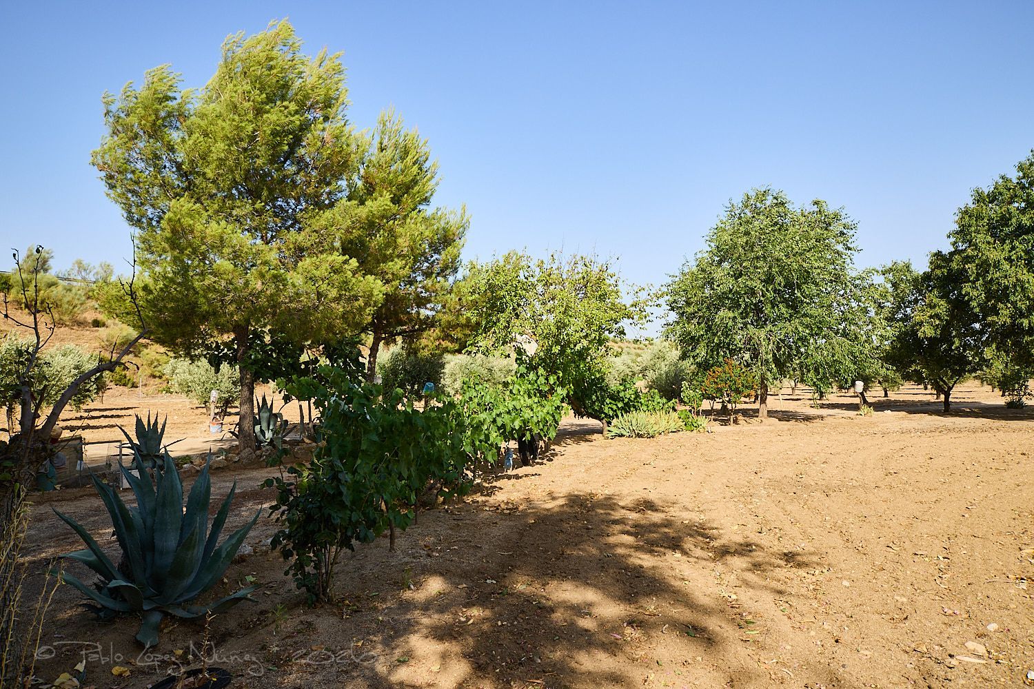 Finca rústica en Camino de la Mata s/n - Foto 17