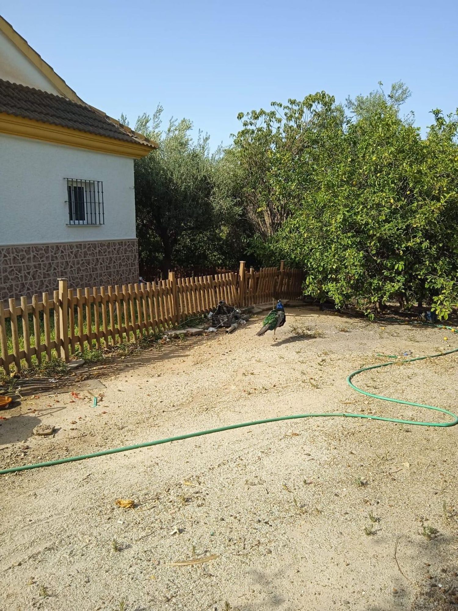 Finca rústica en Calle Sócrates, 56 - Foto 15