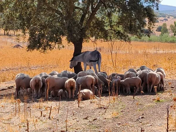 Cortijo en Carretera Villagarcia, 1 - Foto 13