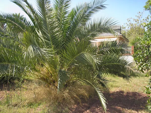 Casa o chalet independiente en Calle Venezuela, 2, Los Pinares-La Masía, Los Pinares-La Masía - Foto 6