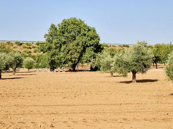 Finca rústica en Camino de la Mata s/n - Foto 11