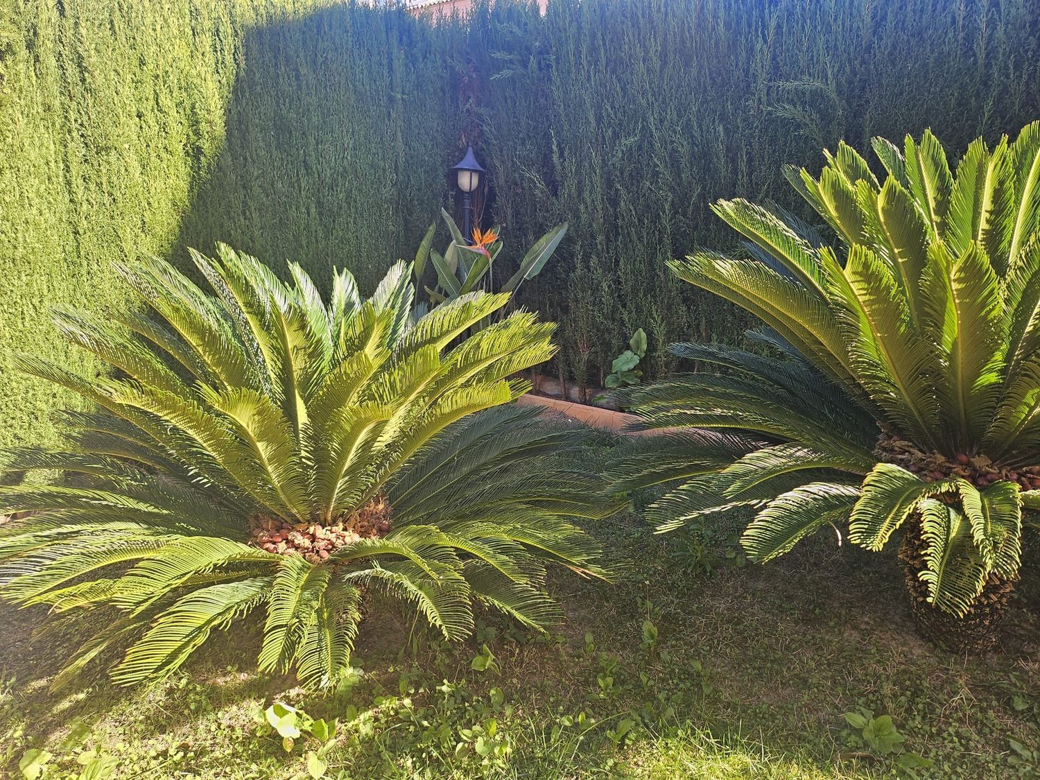 Chalet pareado en Urb. mascamarena Centro - Foto 14