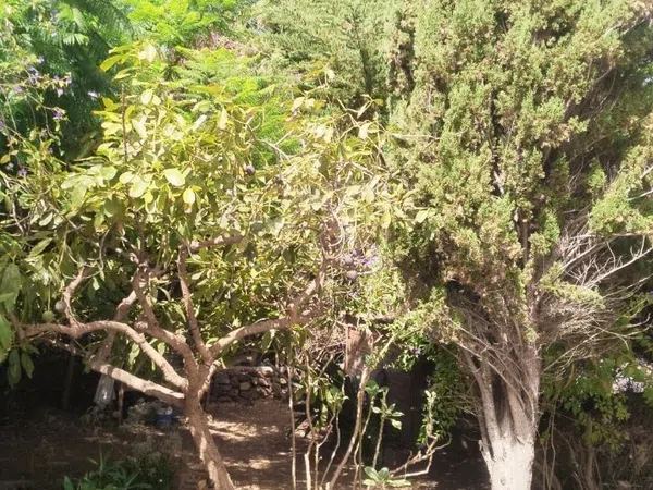 Finca rústica en Carretera Enlace el Ramal, 18 L, Centro, Centro - Foto 11
