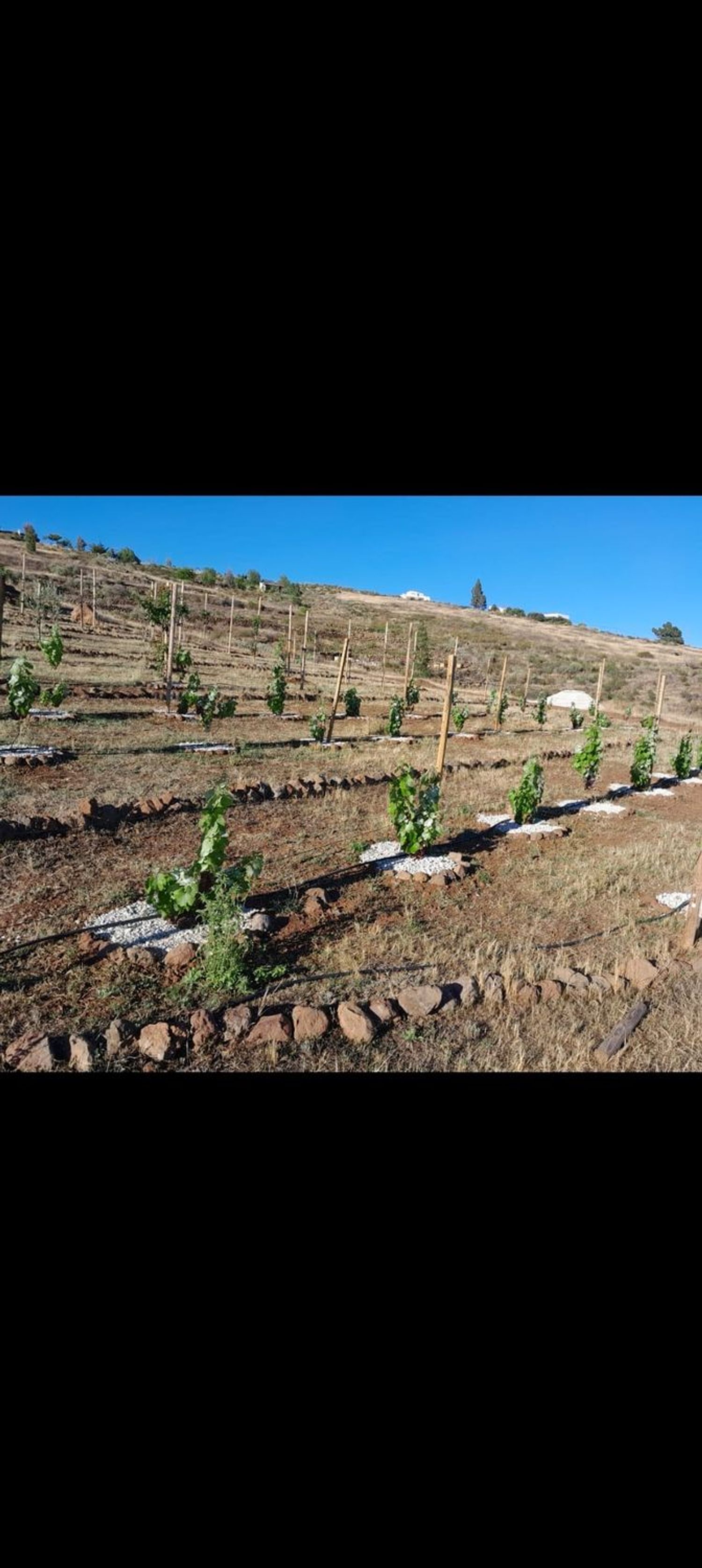 Finca rústica en Polígono Parcela 597 El Hoyo., 597, Chayofa, Chayofa - Foto 8