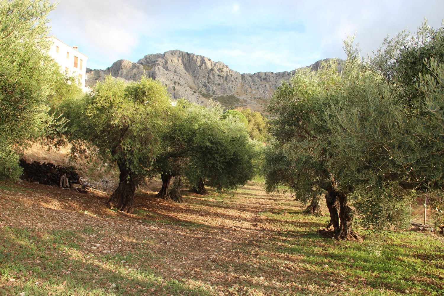 Casa rural en Avenida de Cadiz, 3 - Foto 30
