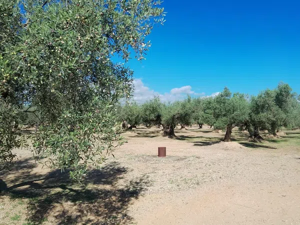 Casa o chalet independiente en Camino de Mossèn Vicent, 29 - Foto 14
