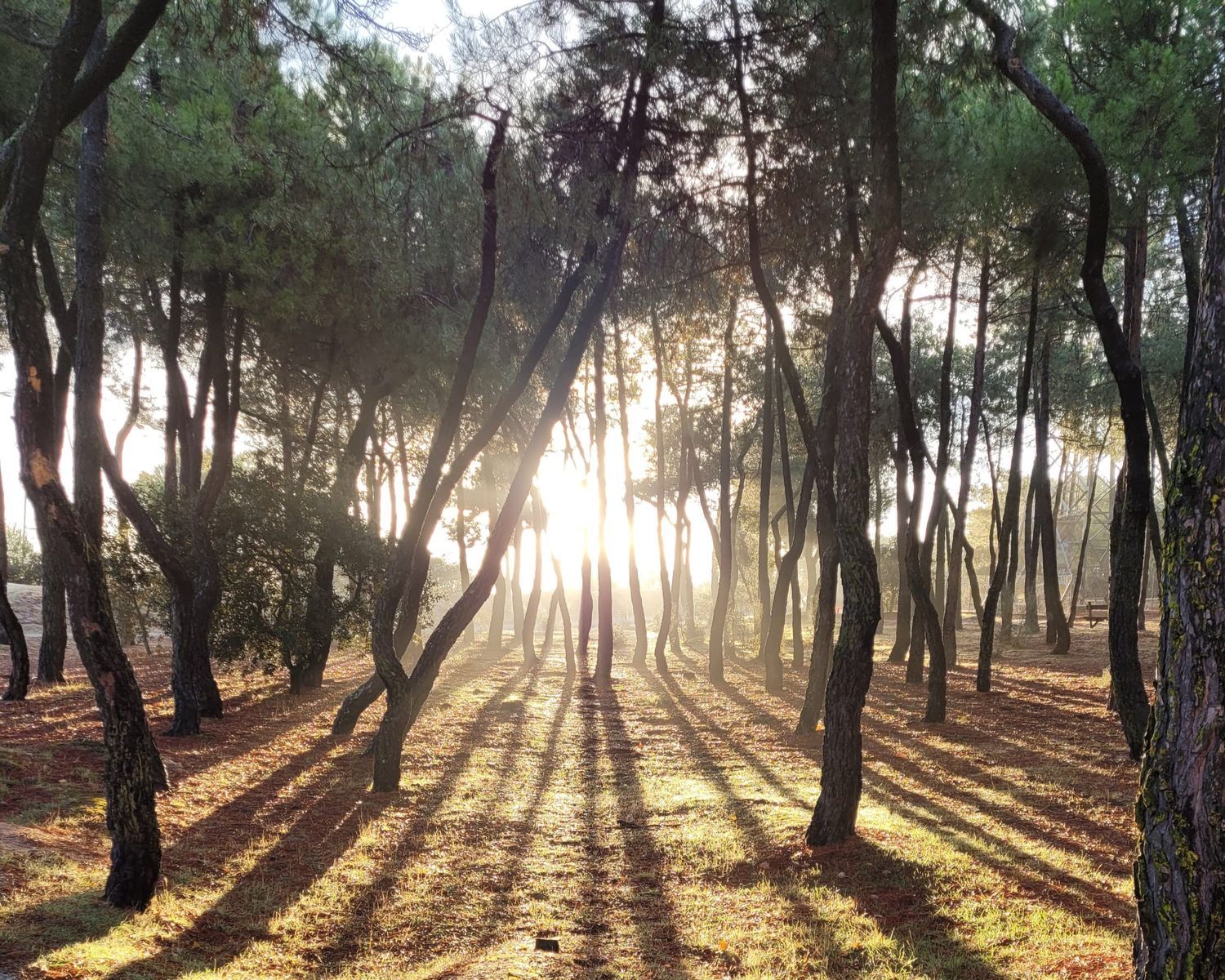 Piso en Calle Manuel de Falla, 21, Golf - El Carralero - Foto 30