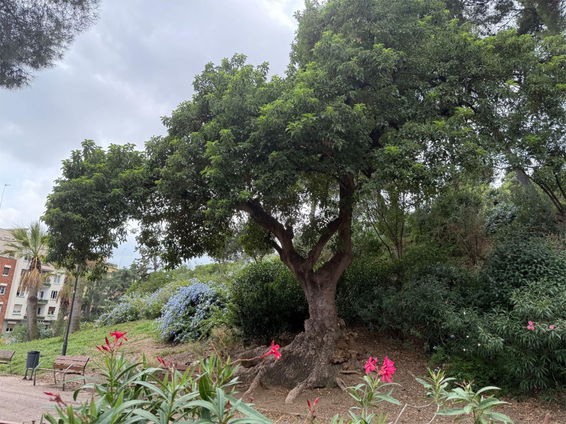 Piso en  Carrer del Putxet 75 - Foto 30