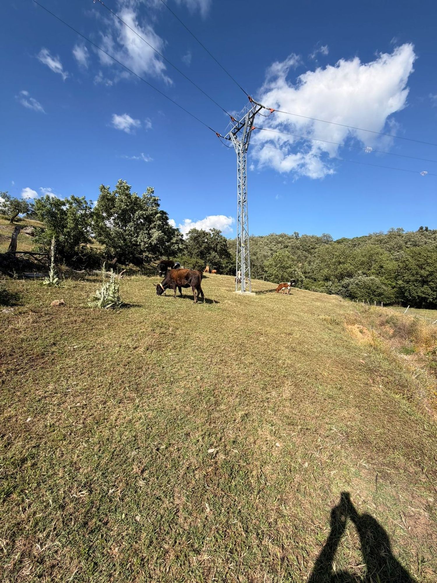 Finca rústica en Diseminado Casa Nueva, 17 - Foto 5
