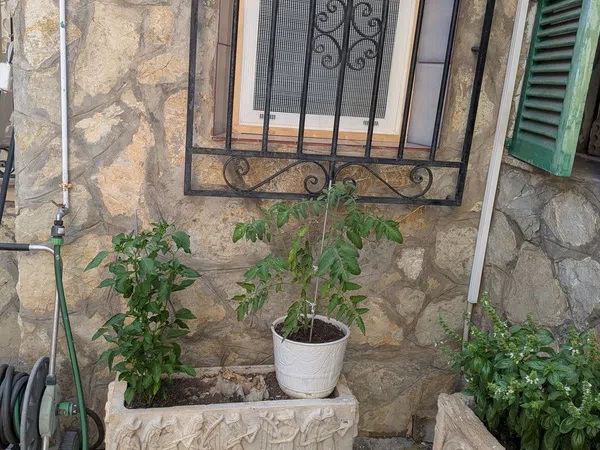 Chalet adosado en Calle de Jordi Martí Rosselló, 8, Camp Redo - Foto 38