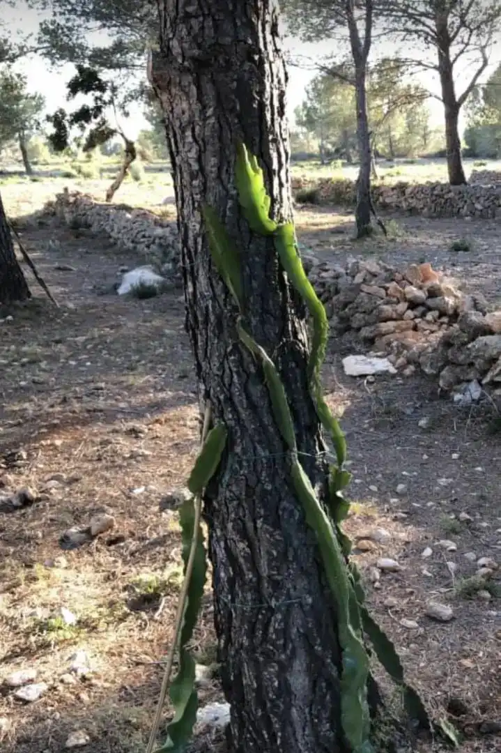 Finca rústica en  Passeig de I'Almadrava 13 - Foto 3