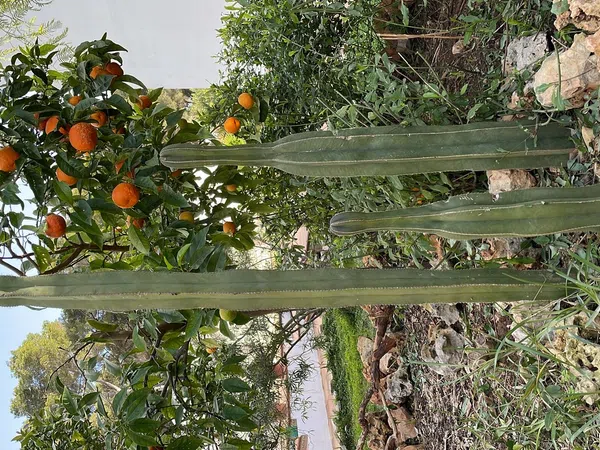 Chalet pareado en calle de Foncalada, 10 - Foto 17