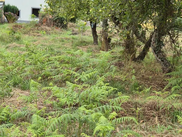 Casa rural en Lugar Pombal, 6 - Foto 18