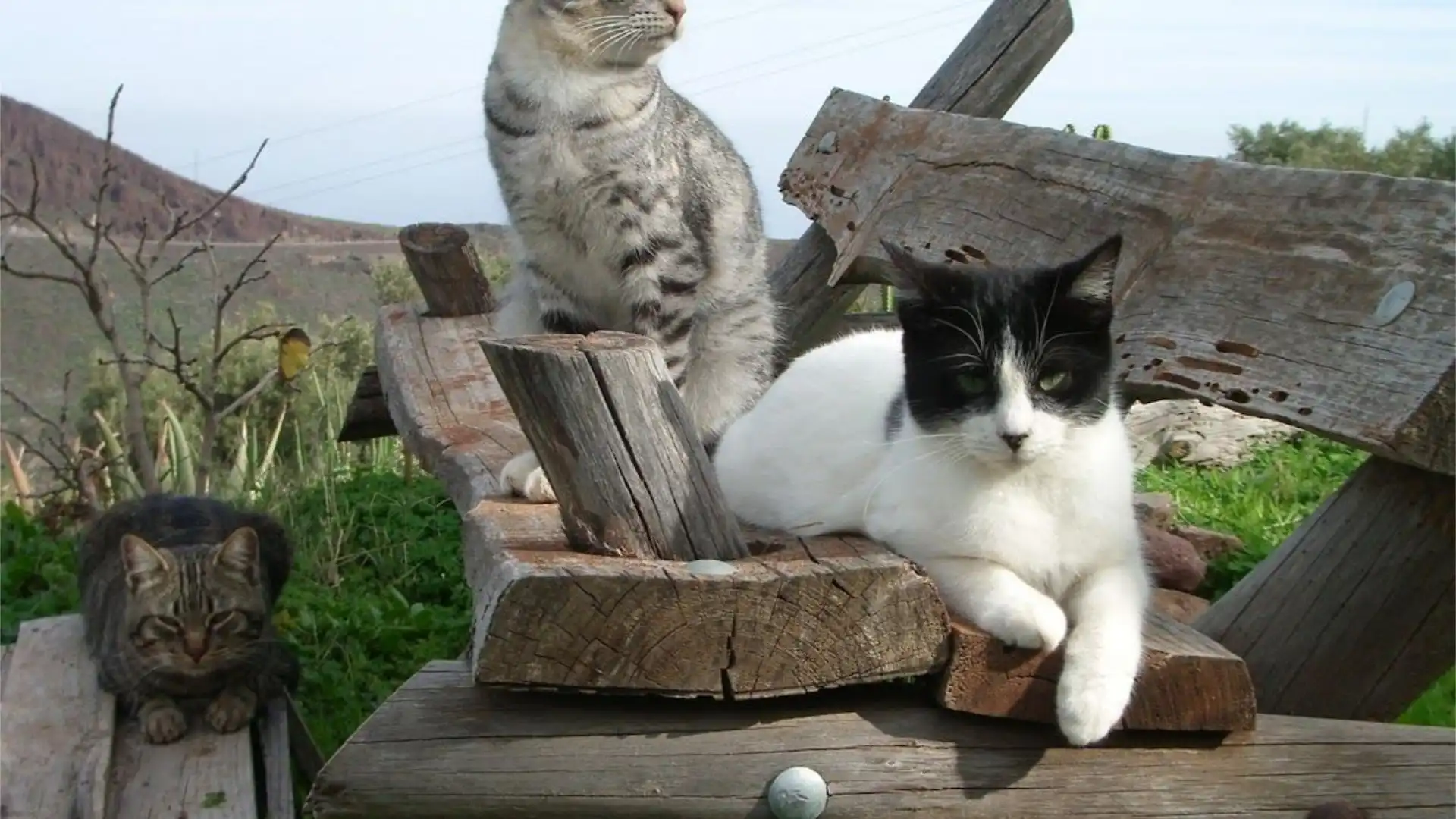 Finca rústica en calle Calle Espíritu Santo 15 - Foto 3