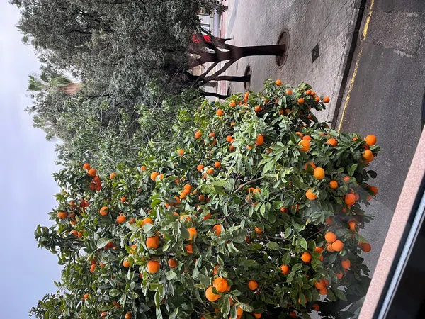 Piso en calle de Tirant lo Blanch, 25 - Foto 8