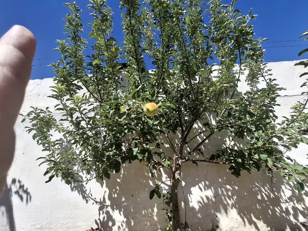 Casa de pueblo en Calle ancha s/n - Foto 18