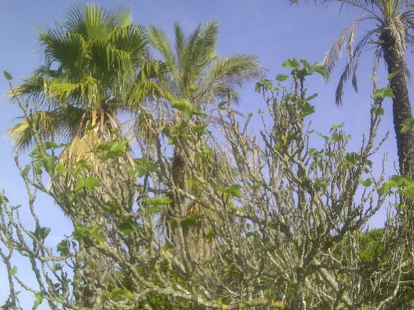 Casa independiente en calle Ceuta s/n - Foto 6