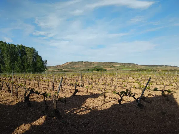 Finca rústica en Camino Viejo, 60 - Foto 7