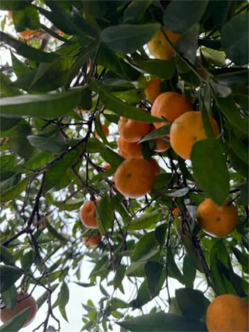 Casa adosada en Zona Norte - Foto 1