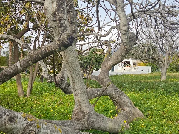 Finca rústica en Altea Pueblo, Altea Pueblo - Foto 15