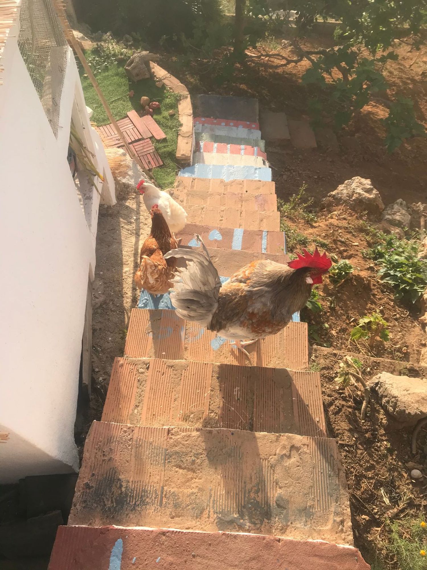 Casa rural en Pasaje de la Sierra, 10, Cortijo de Maza-Finca Monsalvez-El Olivar - Foto 5