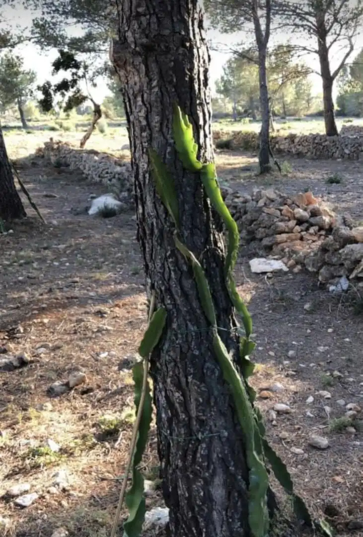 Finca rústica en  Passeig de I'Almadrava 13 - Foto 9