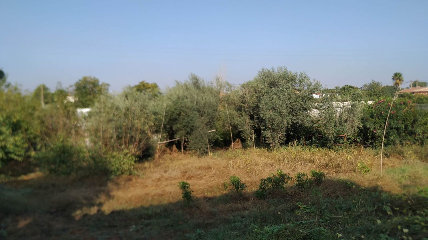 Finca rústica en Diseminados dirección a Puñanilla s/n - Foto 30