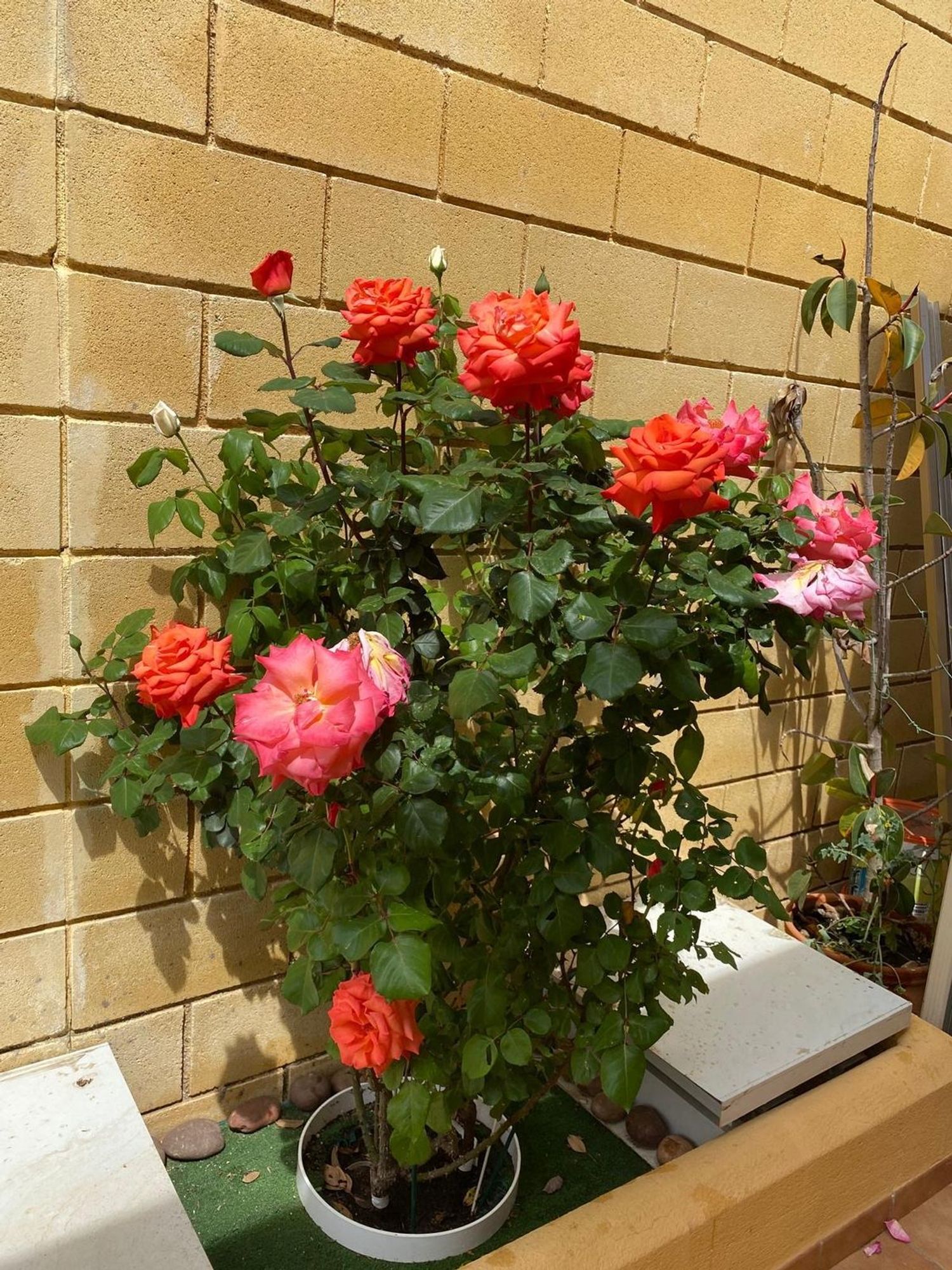 Chalet pareado en calle Juanito Valderrama, 27 - Foto 8