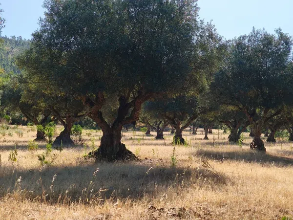 Finca rústica en La Lobera s/n - Foto 16