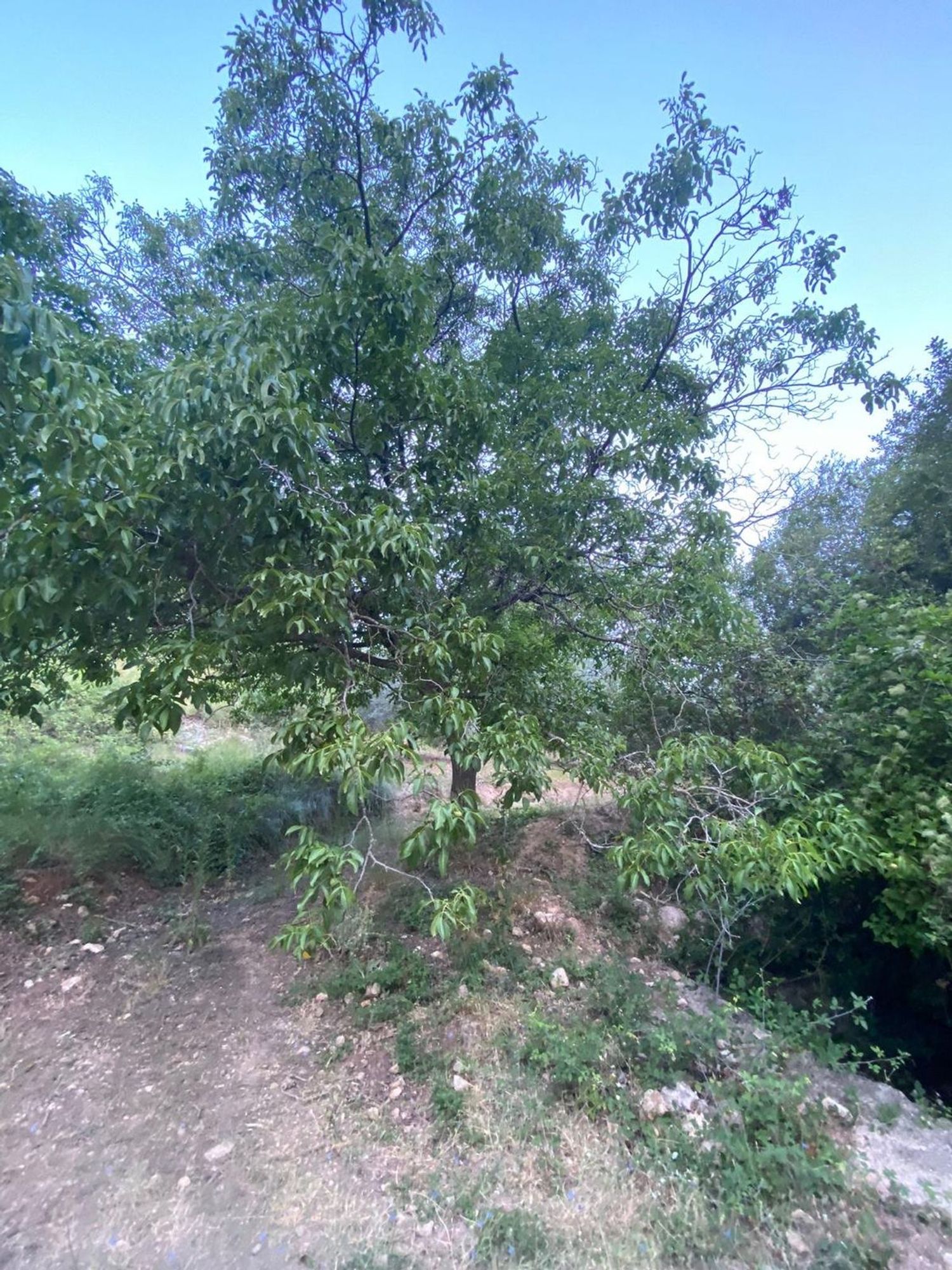 Finca rústica en Sn s/n - Foto 15