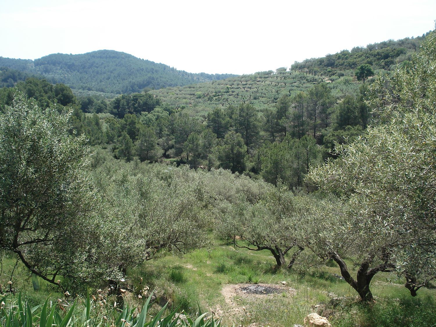 Finca rústica en Barranc Ulldellops s/n - Foto 17